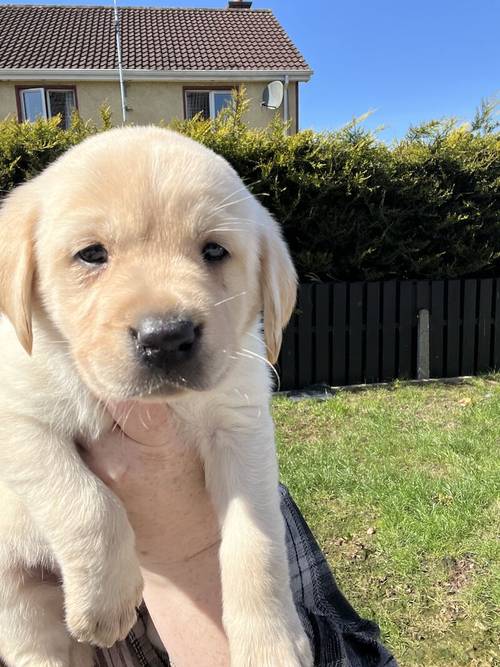 Labrador puppies for sale in Enniskillen, Fermanagh - Image 5