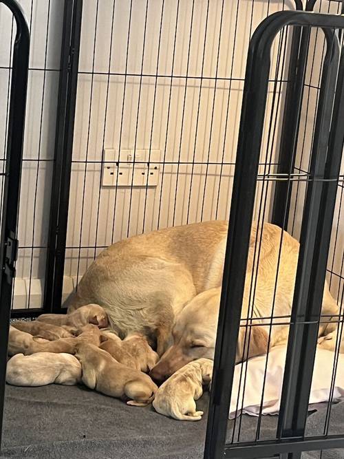 Labrador puppies for sale in Enniskillen, Fermanagh - Image 8