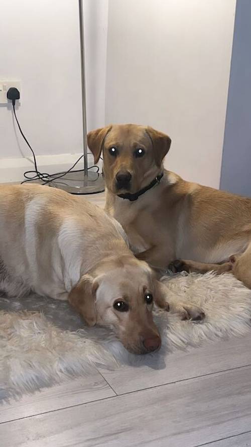 Labrador puppies for sale in Enniskillen, Fermanagh - Image 10