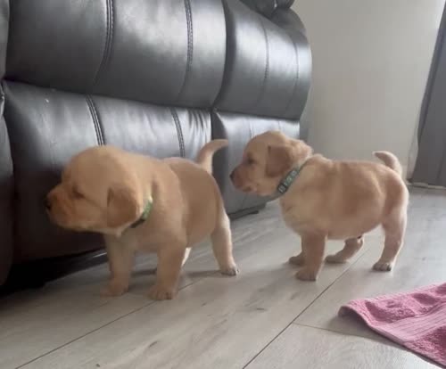 Labrador puppies for sale in Enniskillen, Fermanagh