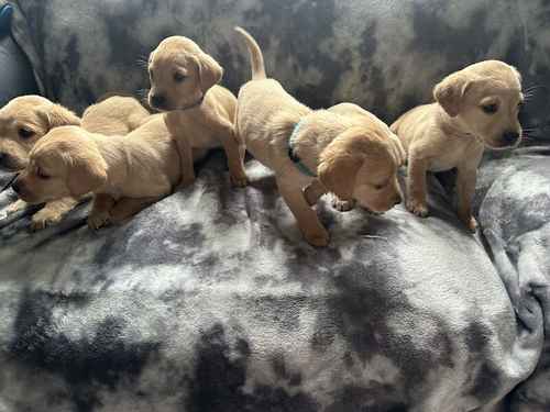 Labrador puppies for sale in Montrose, Angus