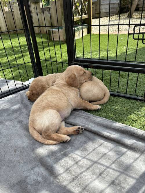 Labrador puppies for sale in Evesham, Worcestershire - Image 11