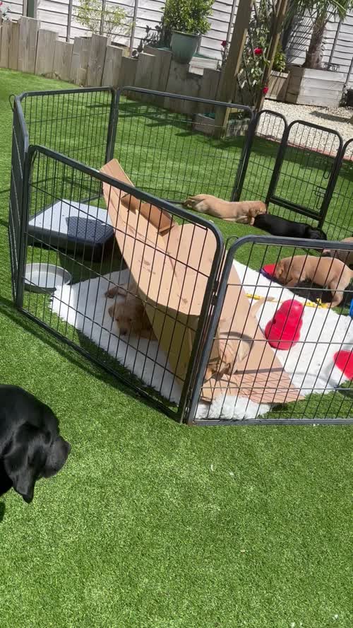 Labrador puppies for sale in Evesham, Worcestershire