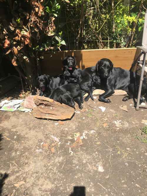 Labrador puppies for sale in King's Lynn, Norfolk