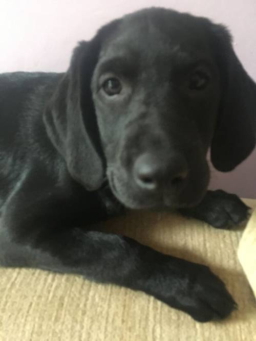 Labrador puppies for sale in King's Lynn, Norfolk - Image 2