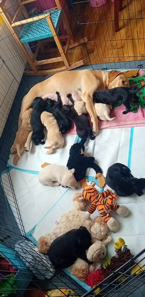 Labrador puppies for sale in Longridge, West Lothian - Image 1