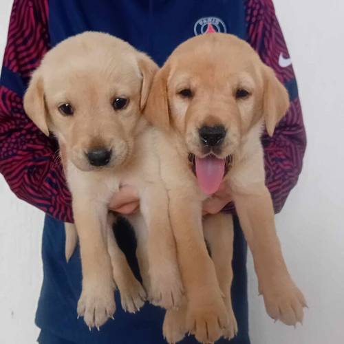 Labrador puppies for sale in Longridge, West Lothian - Image 3