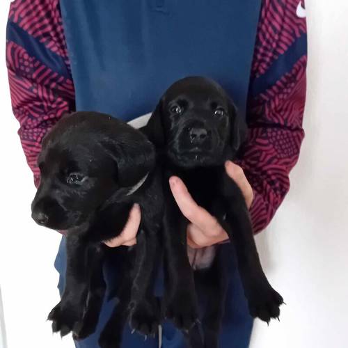 Labrador puppies for sale in Longridge, West Lothian - Image 4