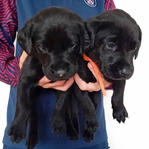 Labrador puppies for sale in Longridge, West Lothian - Image 5