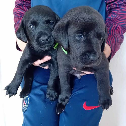 Labrador puppies for sale in Longridge, West Lothian - Image 6