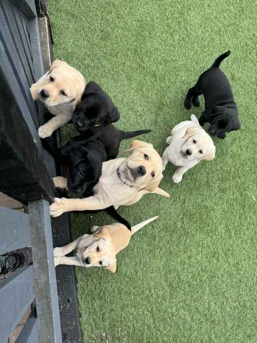 🐾 LABRADOR PUPPIES 🐾 for sale in Worcestershire