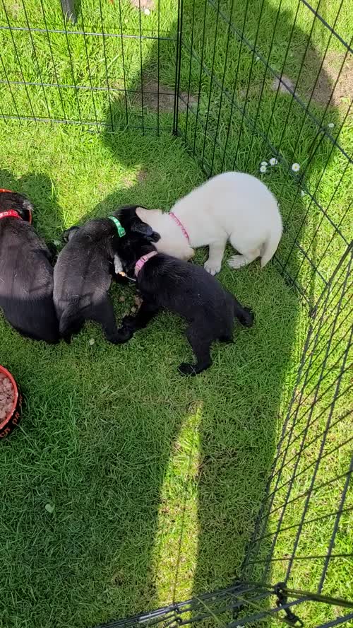 Labrador puppies for sale in Longridge, West Lothian