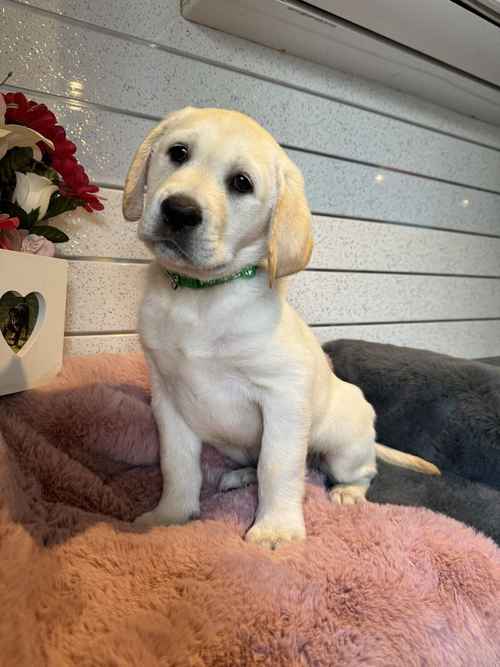🐾 LABRADOR PUPPIES 🐾 for sale in Worcestershire