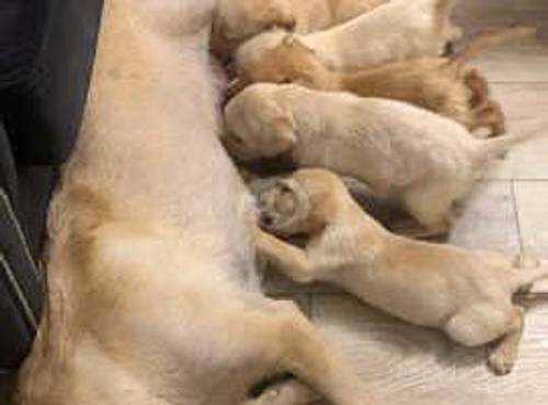 Labrador puppies for sale in Eastchurch, Kent - Image 1