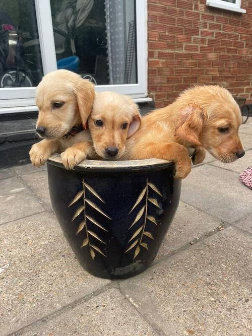 Labrador puppies for sale in Eastchurch, Kent - Image 2