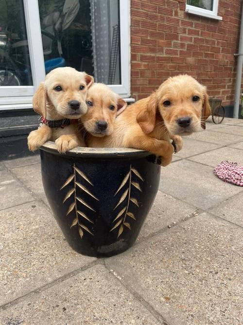 Labrador puppies for sale in Eastchurch, Kent - Image 3