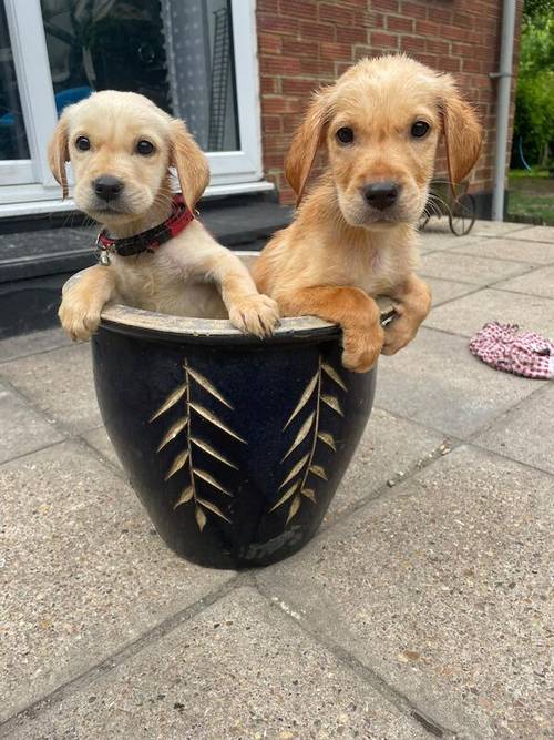 Labrador puppies for sale in Eastchurch, Kent - Image 4