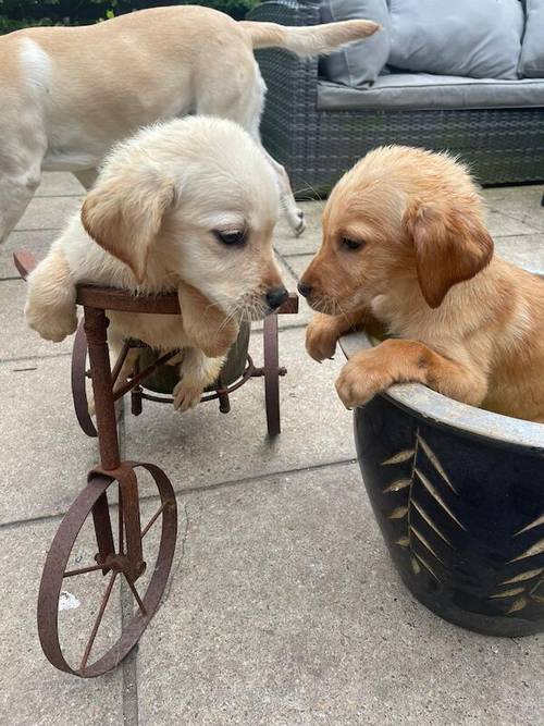 Labrador puppies for sale in Eastchurch, Kent - Image 6