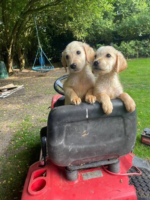 Labrador puppies for sale in Eastchurch, Kent - Image 7