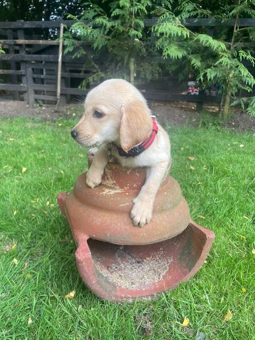 Labrador puppies for sale in Eastchurch, Kent - Image 8