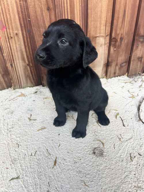 Labrador puppies for sale in Wisbech, Cambridgeshire