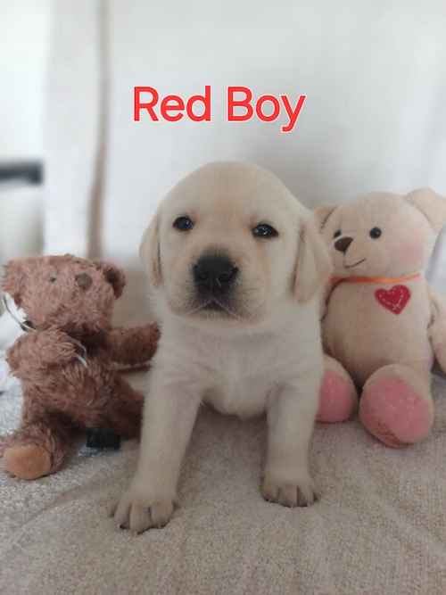 labrador puppies for sale in Lyneham, Wiltshire