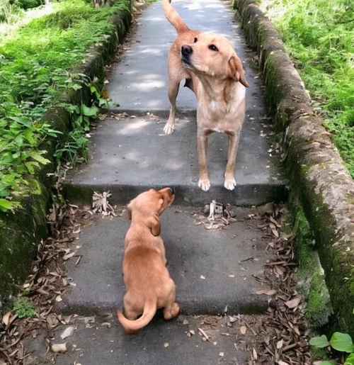 Labrador puppies for sale in Wisbech, Cambridgeshire