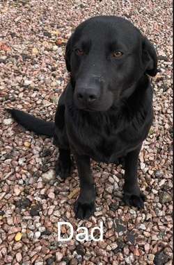 Labrador puppies for sale in Wisbech, Cambridgeshire | Image 2