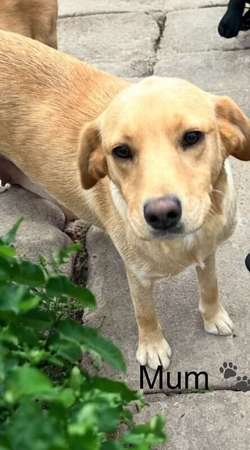 Labrador puppies for sale in Wisbech, Cambridgeshire | Image 3
