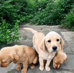Labrador puppies for sale in Wisbech, Cambridgeshire | Image 4