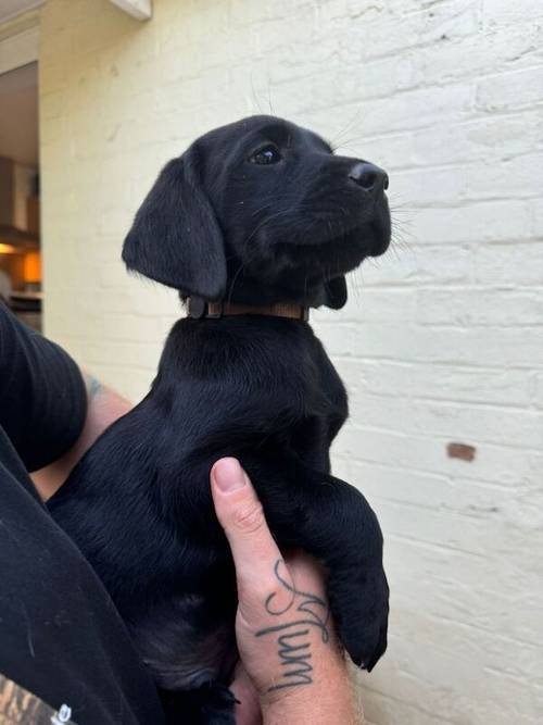 Labrador Puppies for sale in Beccles, Suffolk - Image 1