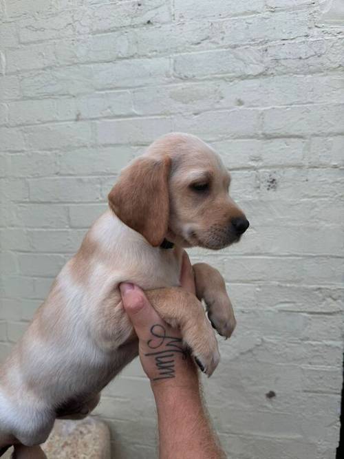 Labrador Puppies for sale in Beccles, Suffolk - Image 2