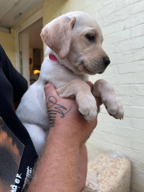 Labrador Puppies for sale in Beccles, Suffolk - Image 3