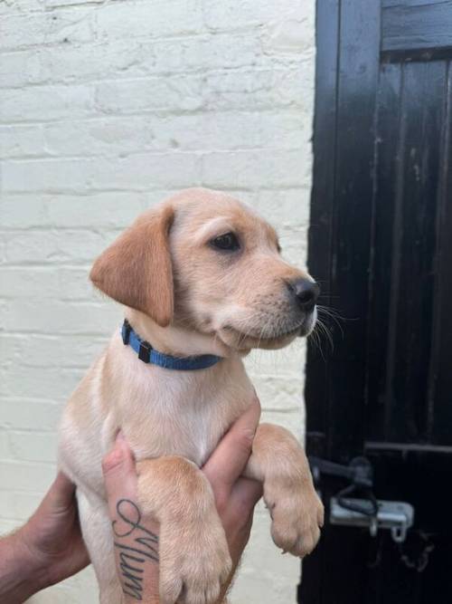 Labrador Puppies for sale in Beccles, Suffolk - Image 4