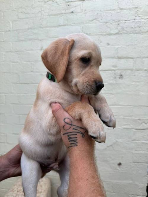 Labrador Puppies for sale in Beccles, Suffolk - Image 5