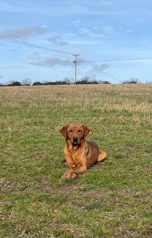 Labrador Puppies for sale in Beccles, Suffolk - Image 6