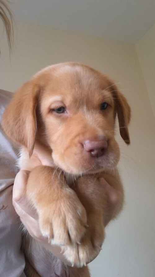 labrador puppies 3 males left for sale in Lyneham, Wiltshire