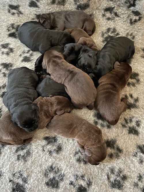 LABRADOR PUPPIES for sale in Torphins, Aberdeenshire