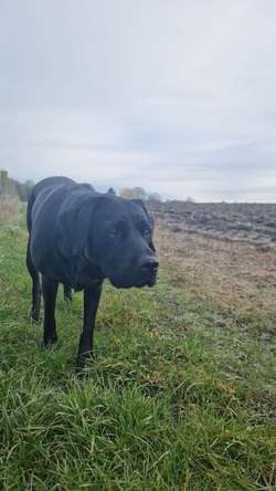 Labrador Puppies for sale in Beccles, Suffolk | Image 3