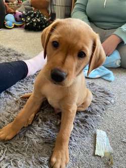 Labrador puppies for sale in Bedfordshire | Image 2