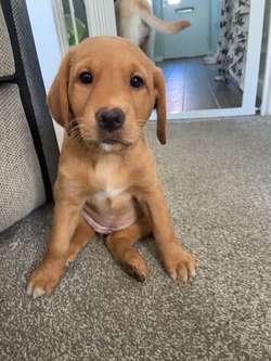 Labrador puppies for sale in Bedfordshire | Image 3