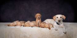 Labrador puppies for sale in Bedfordshire | Image 4