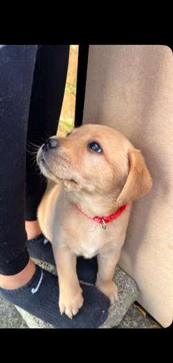 Labrador Puppies for sale in East Huntspill, Somerset | Image 4