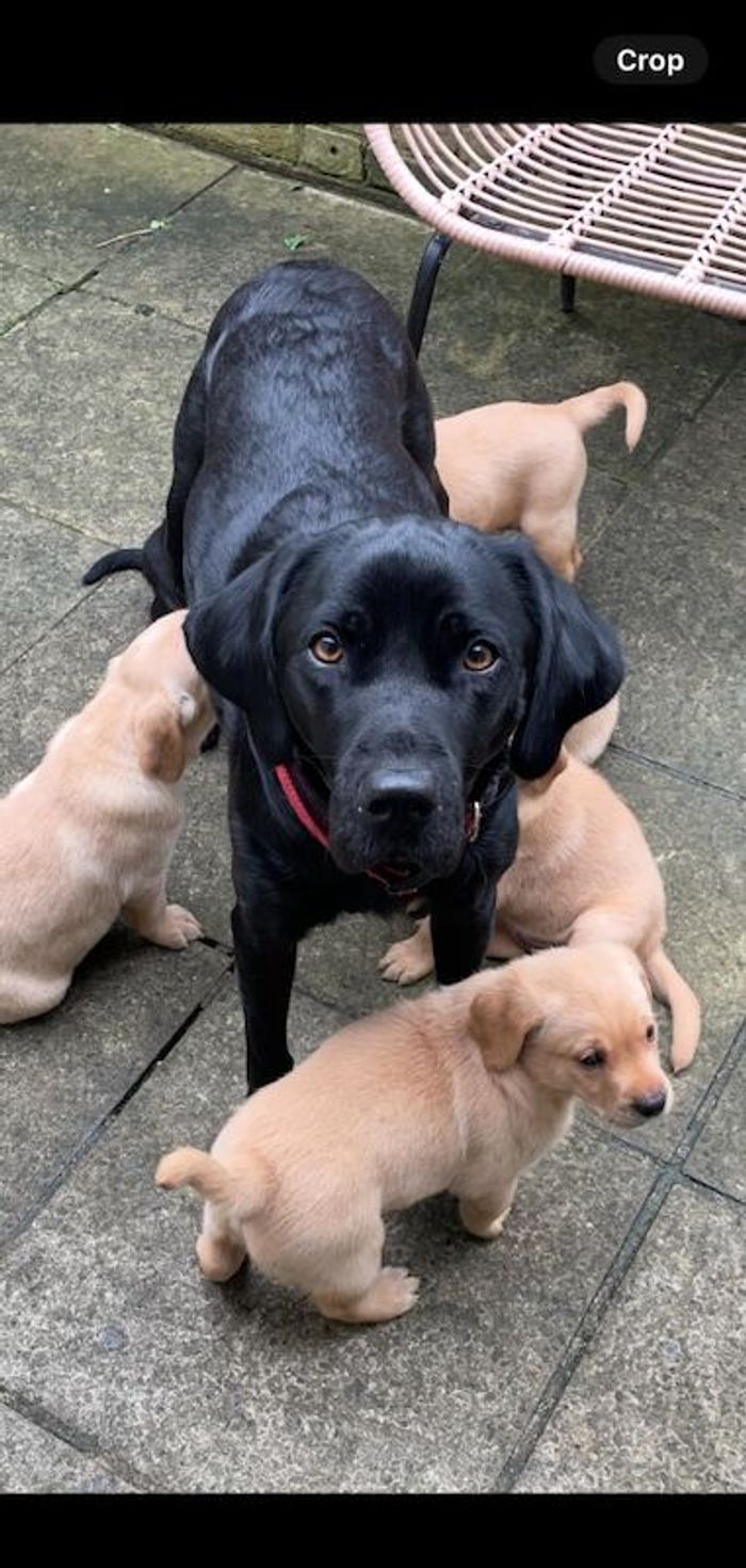 Labrador Retriever puppies for sale in East Huntspill, Somerset – KC registered, 1 year old - Image 8 of 12