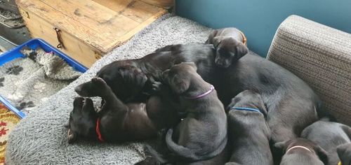 Labrador Puppies for sale in Richmond, North Yorkshire