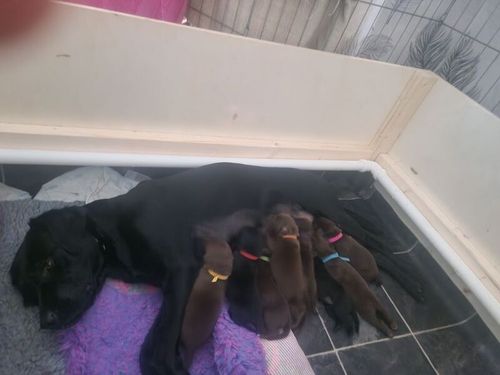 Labrador puppies for sale in Broadway worcestershire