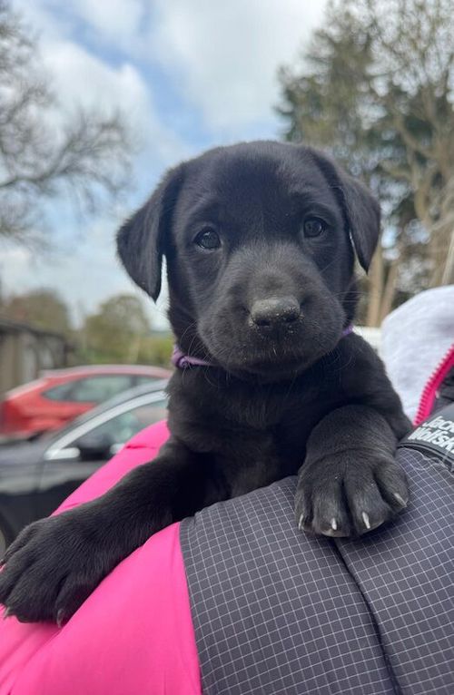 Labrador Puppies for sale in Richmond, North Yorkshire