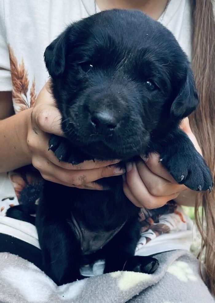 Labrador Retriever puppies for sale in Nuneaton, Warwickshire – KC registered, 3 weeks old