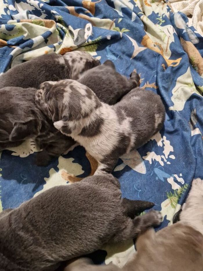 Labrador Retriever puppies for sale in Walsall, West Midlands – 2 weeks old