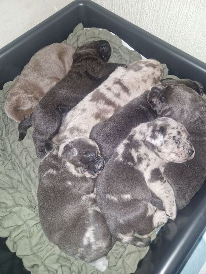 Labrador Retriever puppies for sale in Walsall, West Midlands – 2 weeks old